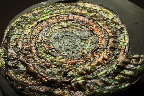 博物館級の輝き!虹色アンモナイトこと巨大カロセラス(その20)