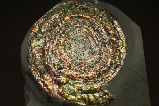 博物館級の輝き!虹色アンモナイトこと巨大カロセラス(その3)
