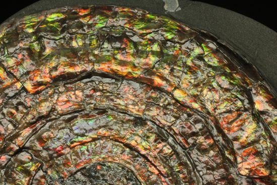 博物館級の輝き!虹色アンモナイトこと巨大カロセラス(その5)