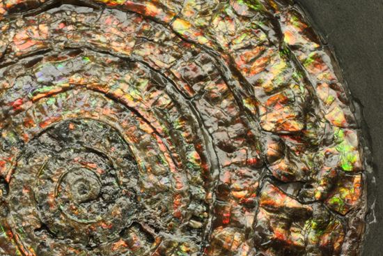 博物館級の輝き!虹色アンモナイトこと巨大カロセラス(その6)