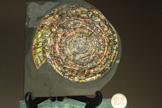 博物館級の輝き!虹色アンモナイトこと巨大カロセラス(その9)