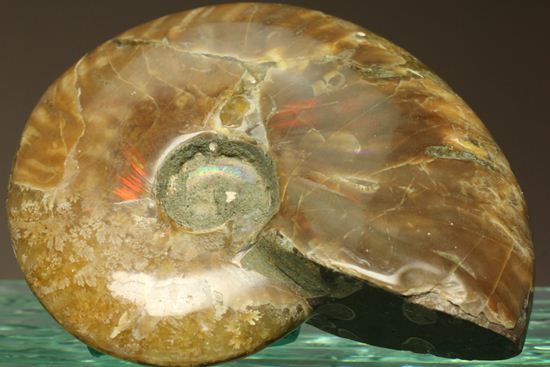 激変!ビームのように発色するマダガスカル産クリオニセラス(その1)