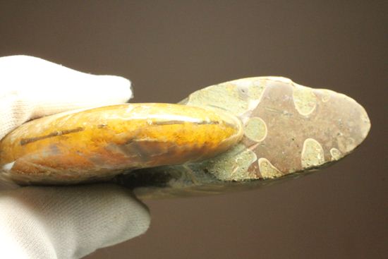 激変!ビームのように発色するマダガスカル産クリオニセラス(その16)