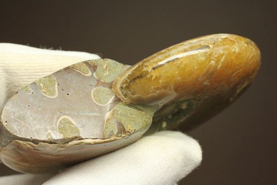 激変!ビームのように発色するマダガスカル産クリオニセラス(その17)