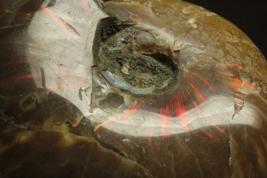 激変!ビームのように発色するマダガスカル産クリオニセラス(その19)