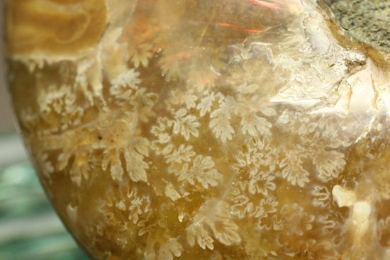 激変!ビームのように発色するマダガスカル産クリオニセラス(その2)