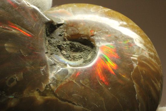 激変!ビームのように発色するマダガスカル産クリオニセラス(その20)