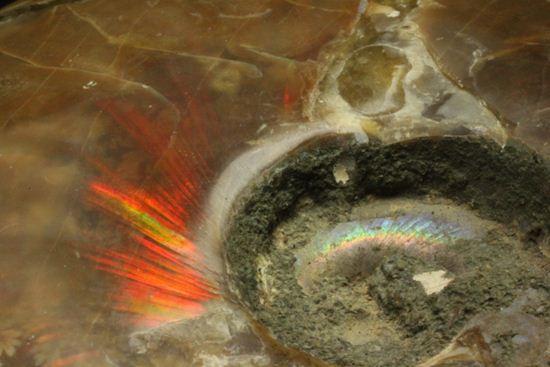 激変!ビームのように発色するマダガスカル産クリオニセラス(その3)