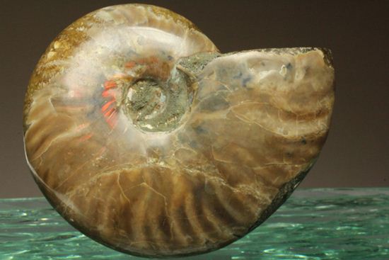 激変!ビームのように発色するマダガスカル産クリオニセラス(その9)