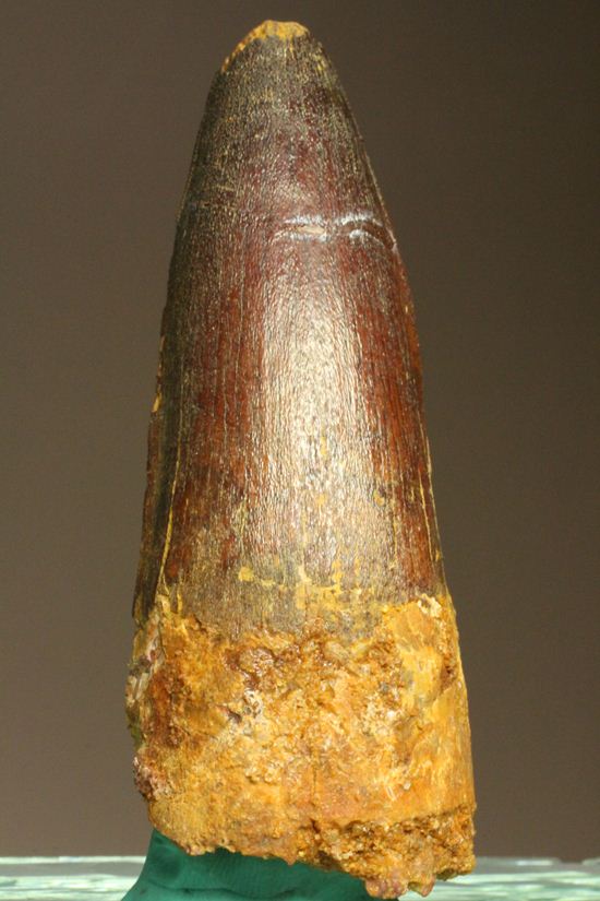 まるで筍!スピノサウルス美歯(その1)