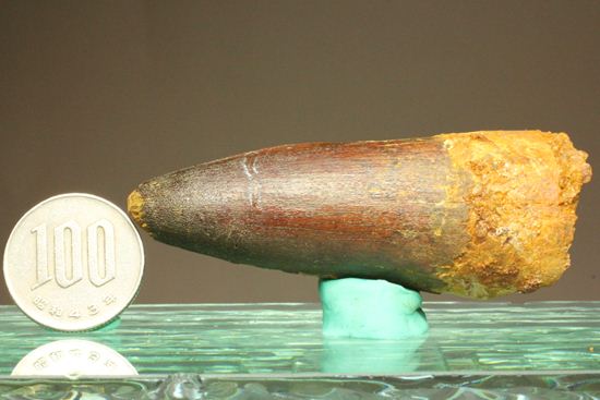 まるで筍!スピノサウルス美歯(その10)