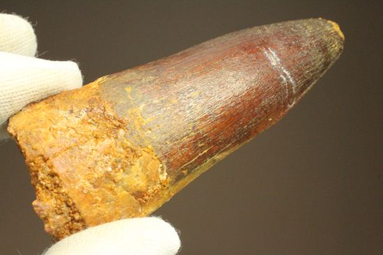 まるで筍!スピノサウルス美歯(その11)
