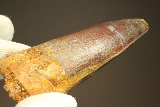 まるで筍!スピノサウルス美歯(その12)