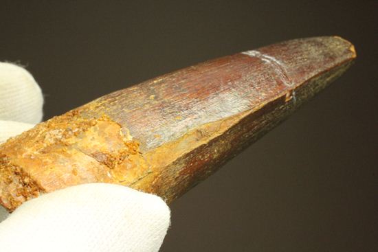 まるで筍!スピノサウルス美歯(その13)