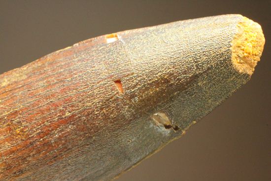 まるで筍!スピノサウルス美歯(その14)