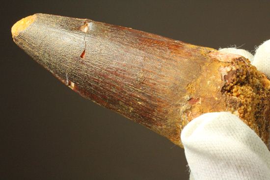 まるで筍!スピノサウルス美歯(その16)