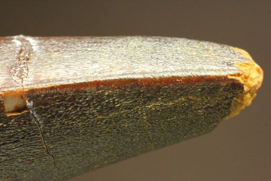 まるで筍!スピノサウルス美歯(その17)