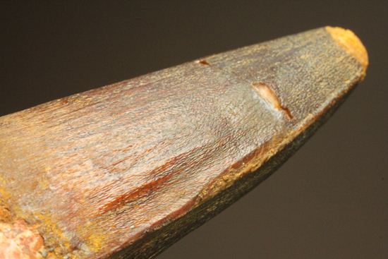 まるで筍!スピノサウルス美歯(その18)