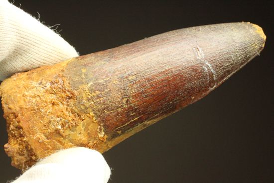 まるで筍!スピノサウルス美歯(その19)