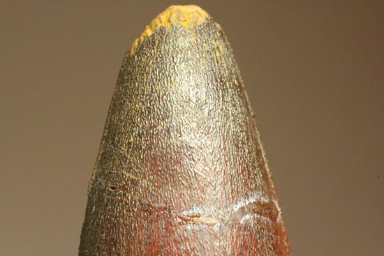 まるで筍!スピノサウルス美歯(その4)