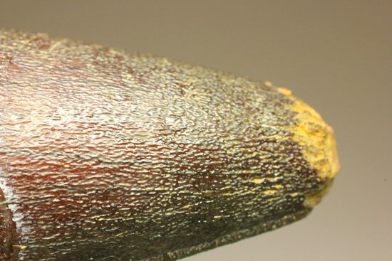まるで筍!スピノサウルス美歯(その6)