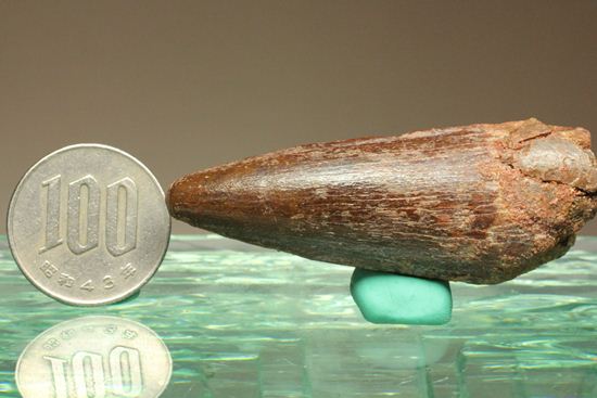 見た目より重い!スピノサウルス美歯(その10)
