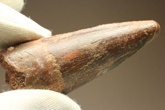 見た目より重い!スピノサウルス美歯(その11)