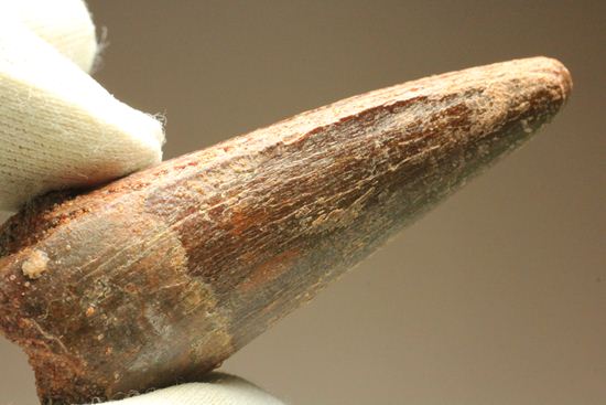 見た目より重い!スピノサウルス美歯(その13)