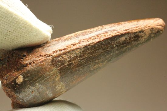 見た目より重い!スピノサウルス美歯(その14)