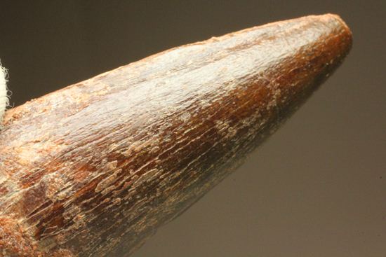 見た目より重い!スピノサウルス美歯(その15)