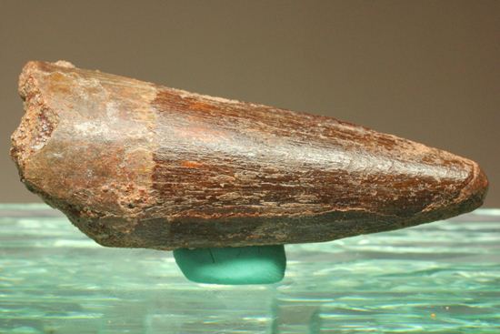 見た目より重い!スピノサウルス美歯(その2)