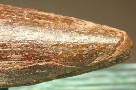 見た目より重い!スピノサウルス美歯(その5)