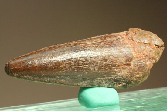 見た目より重い!スピノサウルス美歯(その7)