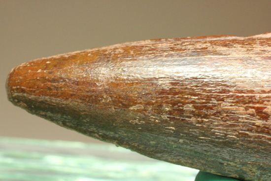 見た目より重い!スピノサウルス美歯(その8)