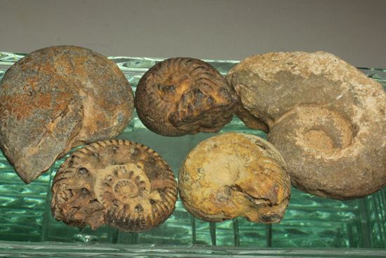 500個に1個の確率で発見される極上アンモナイト5個セット（断面が