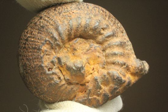 500個に1個の確率で発見される極上アンモナイト5個セット(断面が分かるヘマタイトアンモナイト1個つき)(その10)
