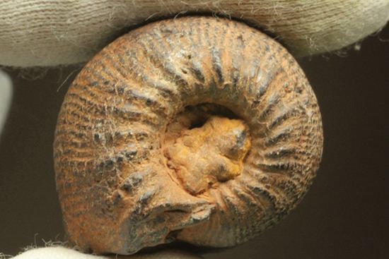 500個に1個の確率で発見される極上アンモナイト5個セット(断面が分かるヘマタイトアンモナイト1個つき)(その9)