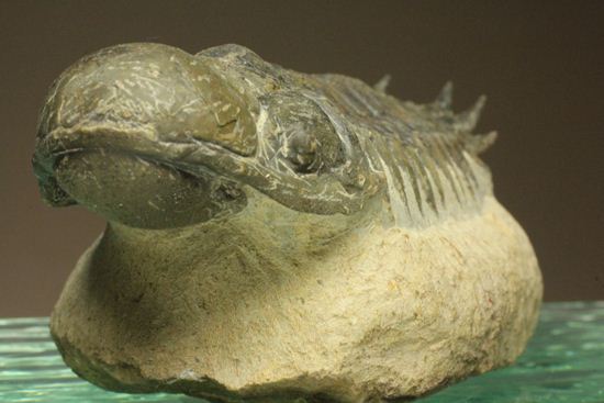 古代の芋虫こと、クロタロセファルス・ギブス(Crotalocephalus gibbus)(その1)