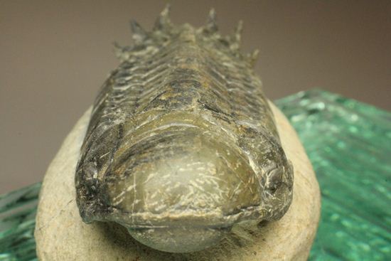 古代の芋虫こと、クロタロセファルス・ギブス（Crotalocephalus