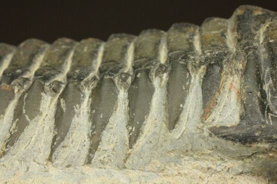 古代の芋虫こと、クロタロセファルス・ギブス(Crotalocephalus gibbus)(その11)