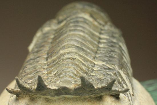 古代の芋虫こと、クロタロセファルス・ギブス(Crotalocephalus gibbus)(その12)