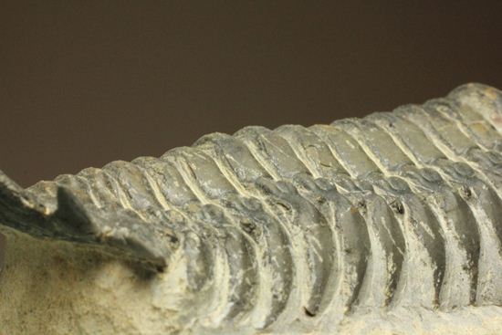 古代の芋虫こと、クロタロセファルス・ギブス(Crotalocephalus gibbus)(その13)