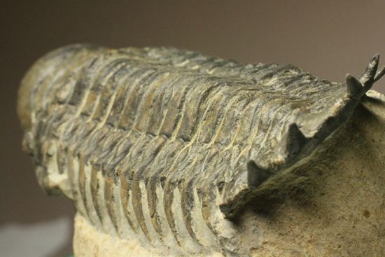古代の芋虫こと、クロタロセファルス・ギブス(Crotalocephalus gibbus)(その14)