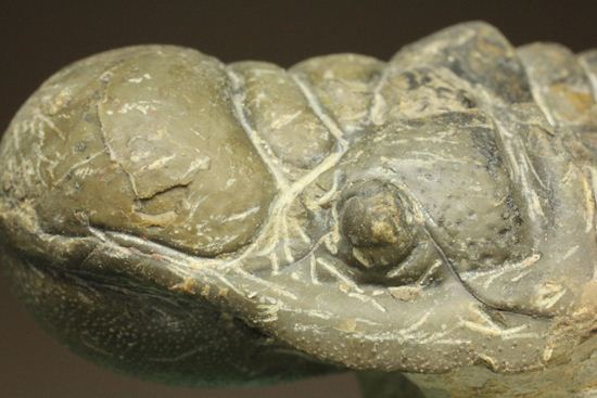 古代の芋虫こと、クロタロセファルス・ギブス(Crotalocephalus gibbus)(その15)