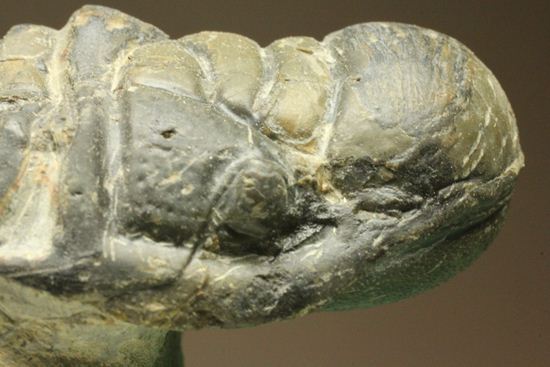 古代の芋虫こと、クロタロセファルス・ギブス(Crotalocephalus gibbus)(その16)