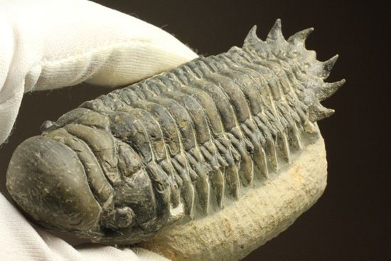 古代の芋虫こと、クロタロセファルス・ギブス(Crotalocephalus gibbus)(その17)