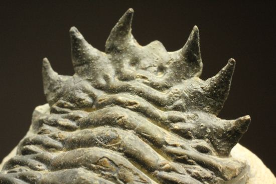 古代の芋虫こと、クロタロセファルス・ギブス(Crotalocephalus gibbus)(その18)