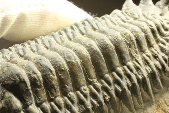 古代の芋虫こと、クロタロセファルス・ギブス(Crotalocephalus gibbus)(その19)