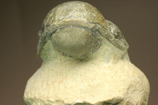 古代の芋虫こと、クロタロセファルス・ギブス(Crotalocephalus gibbus)(その2)