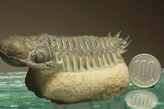 古代の芋虫こと、クロタロセファルス・ギブス(Crotalocephalus gibbus)(その20)